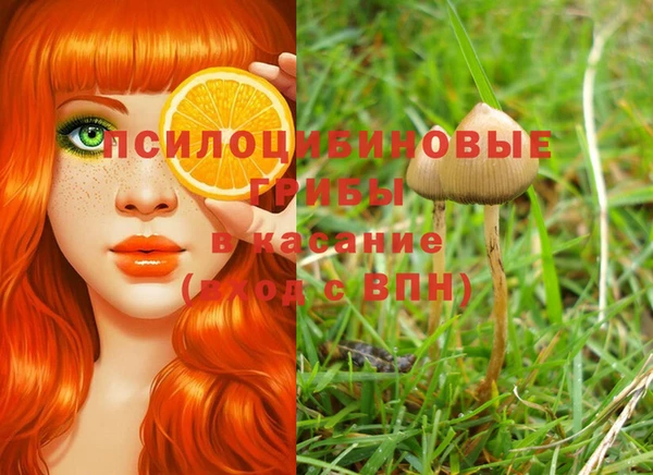 индика Абаза